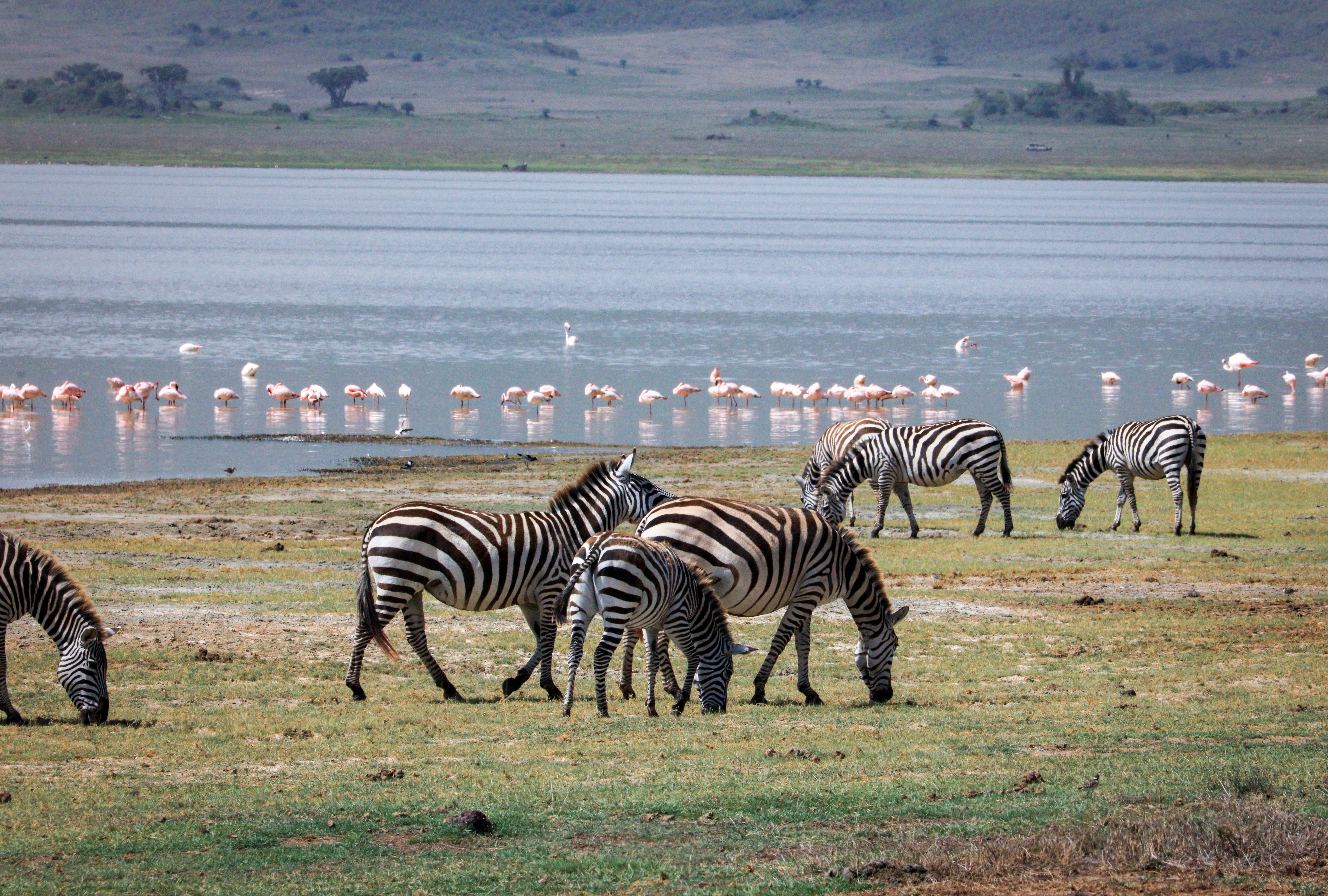 Lake Manyara — image 2