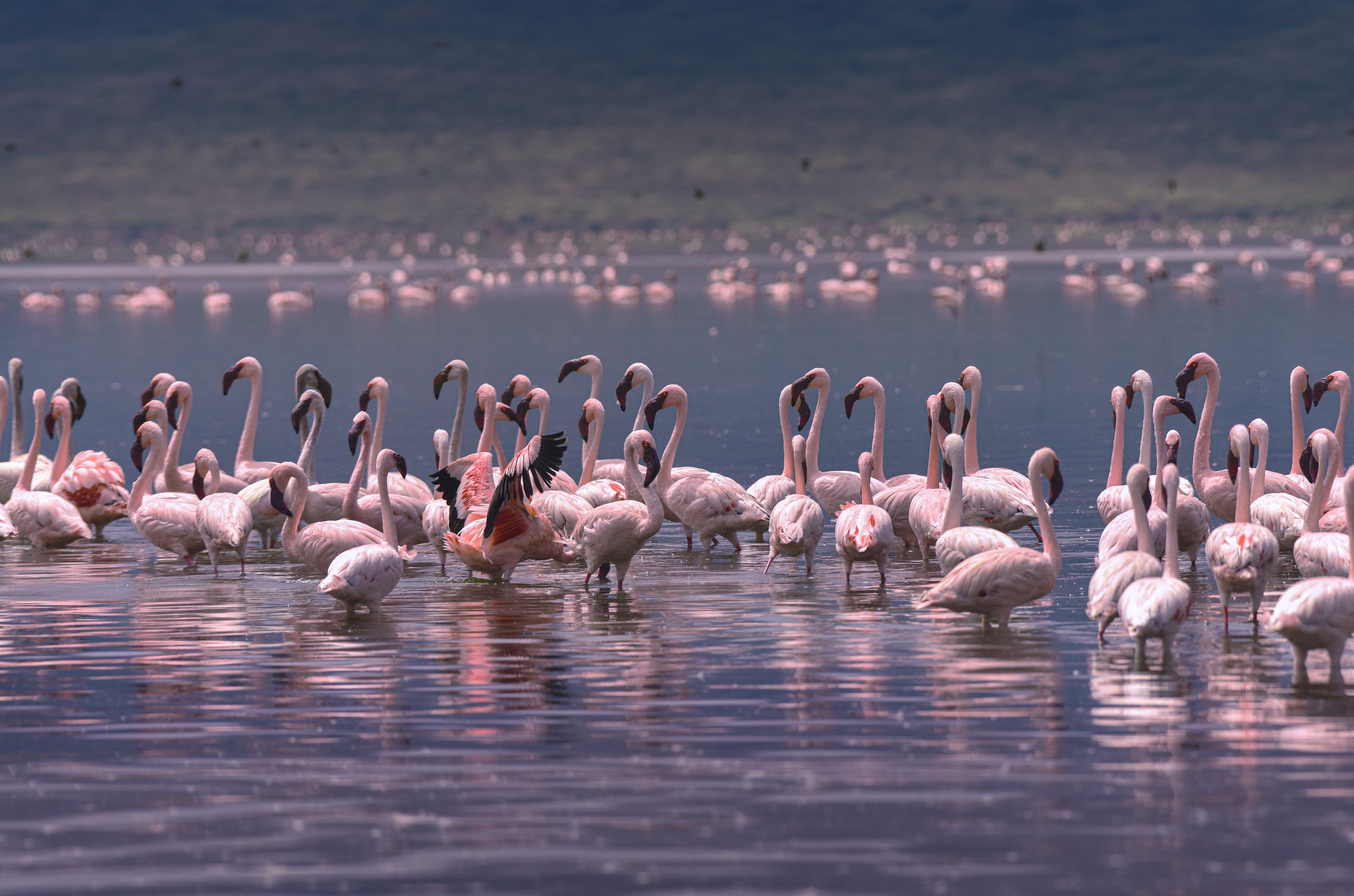 Lake Manyara