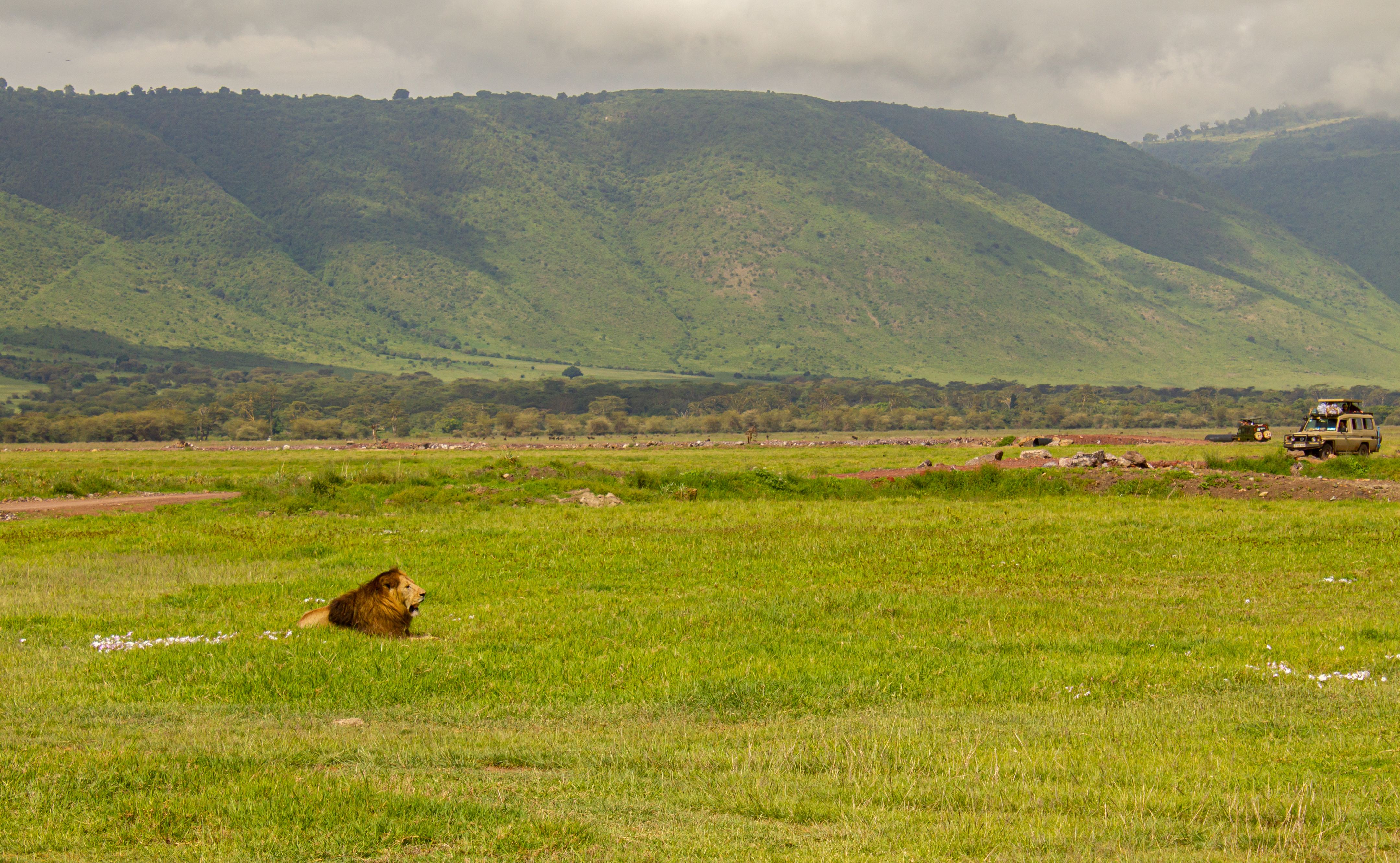 Ngorongoro