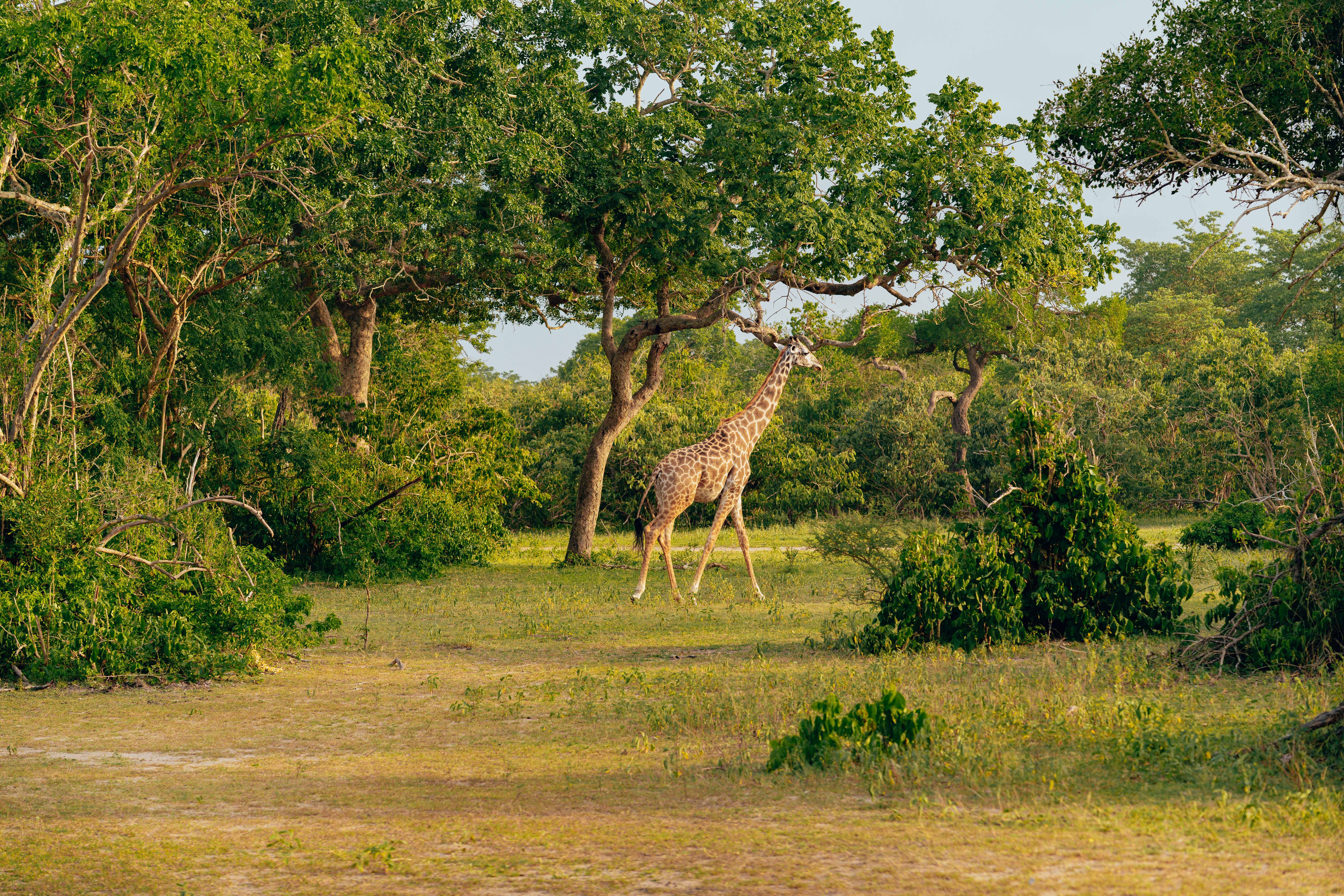 Nyerere National Park — image 2