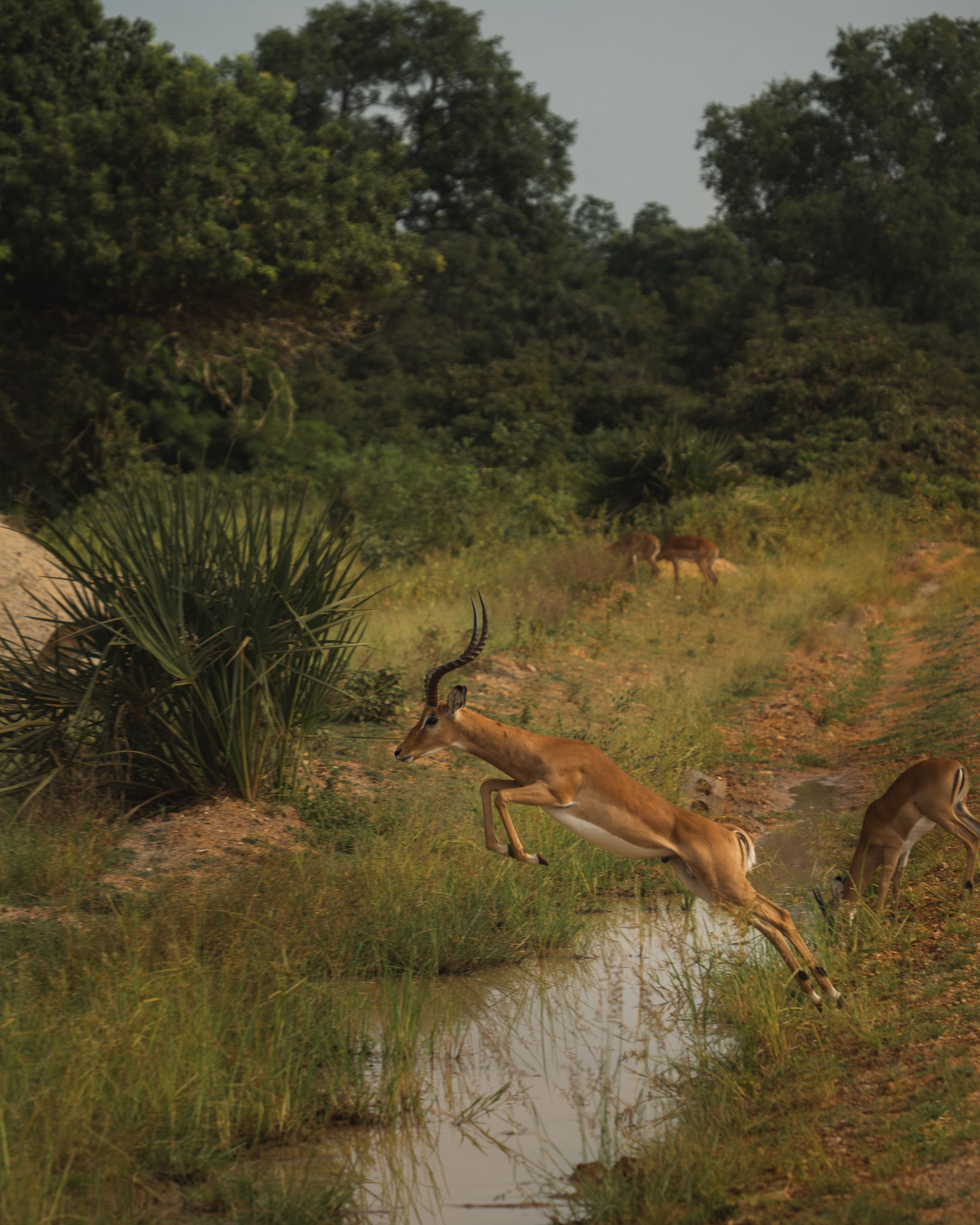 Nyerere National Park — image 3