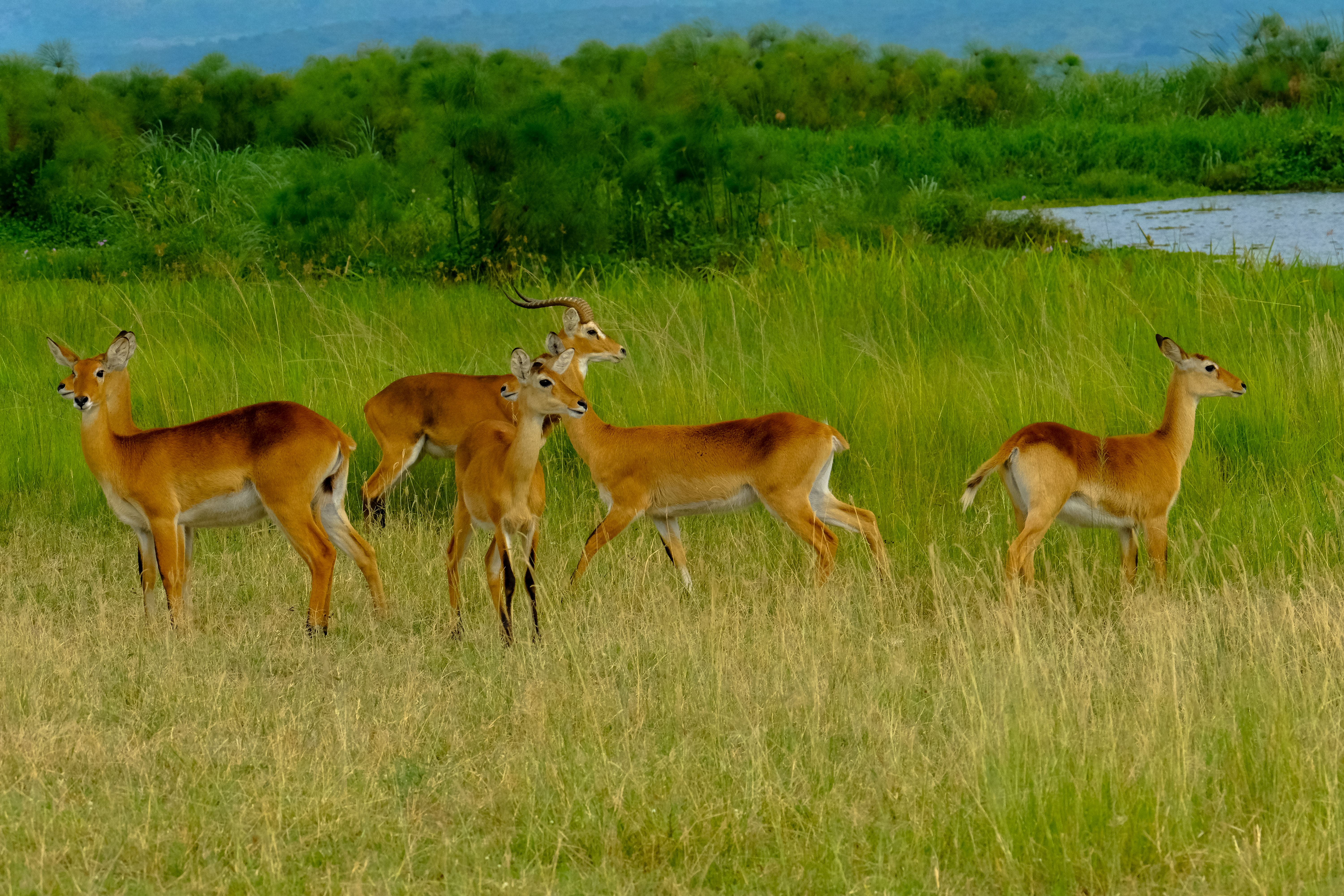 Nyerere National Park