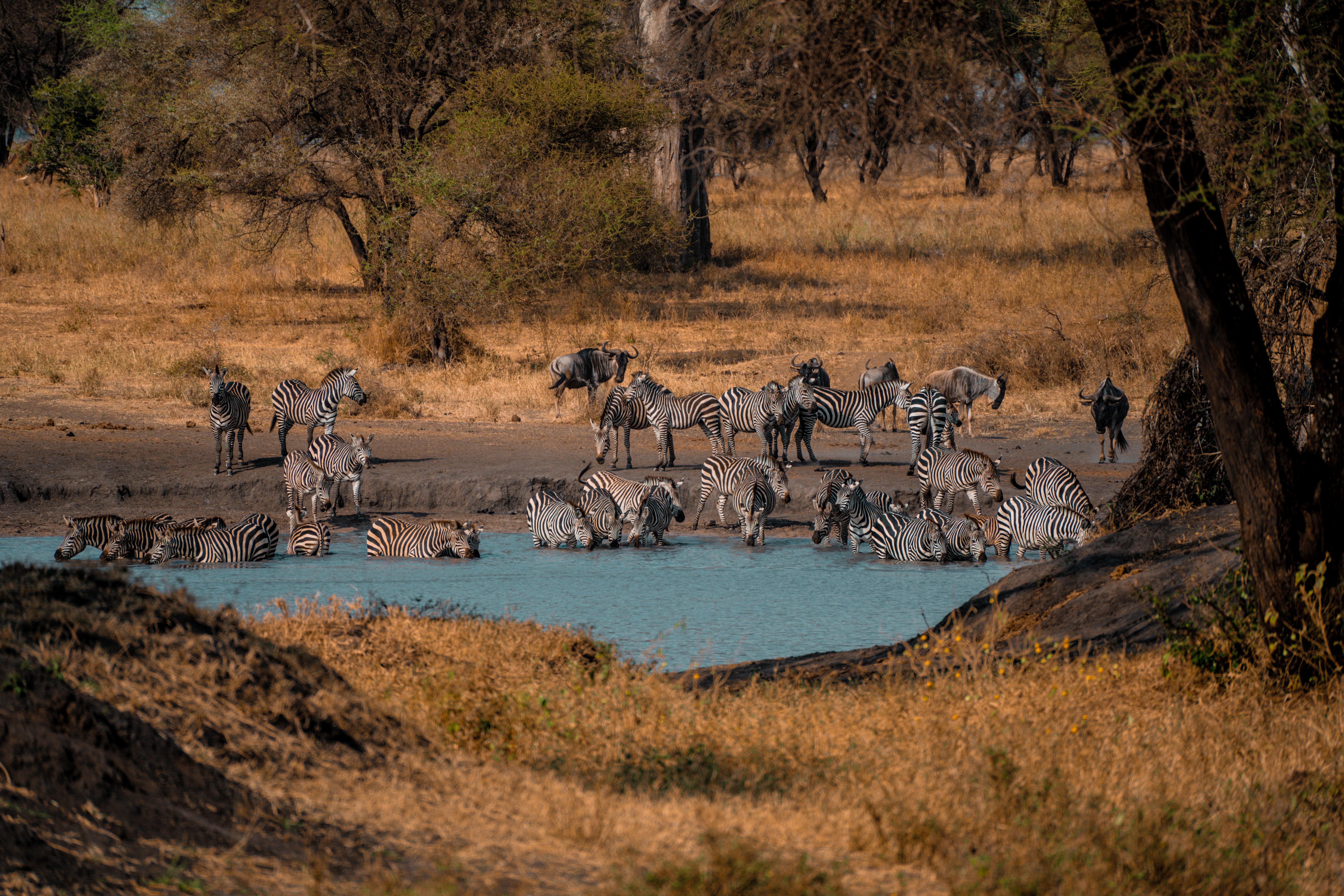 Ruaha