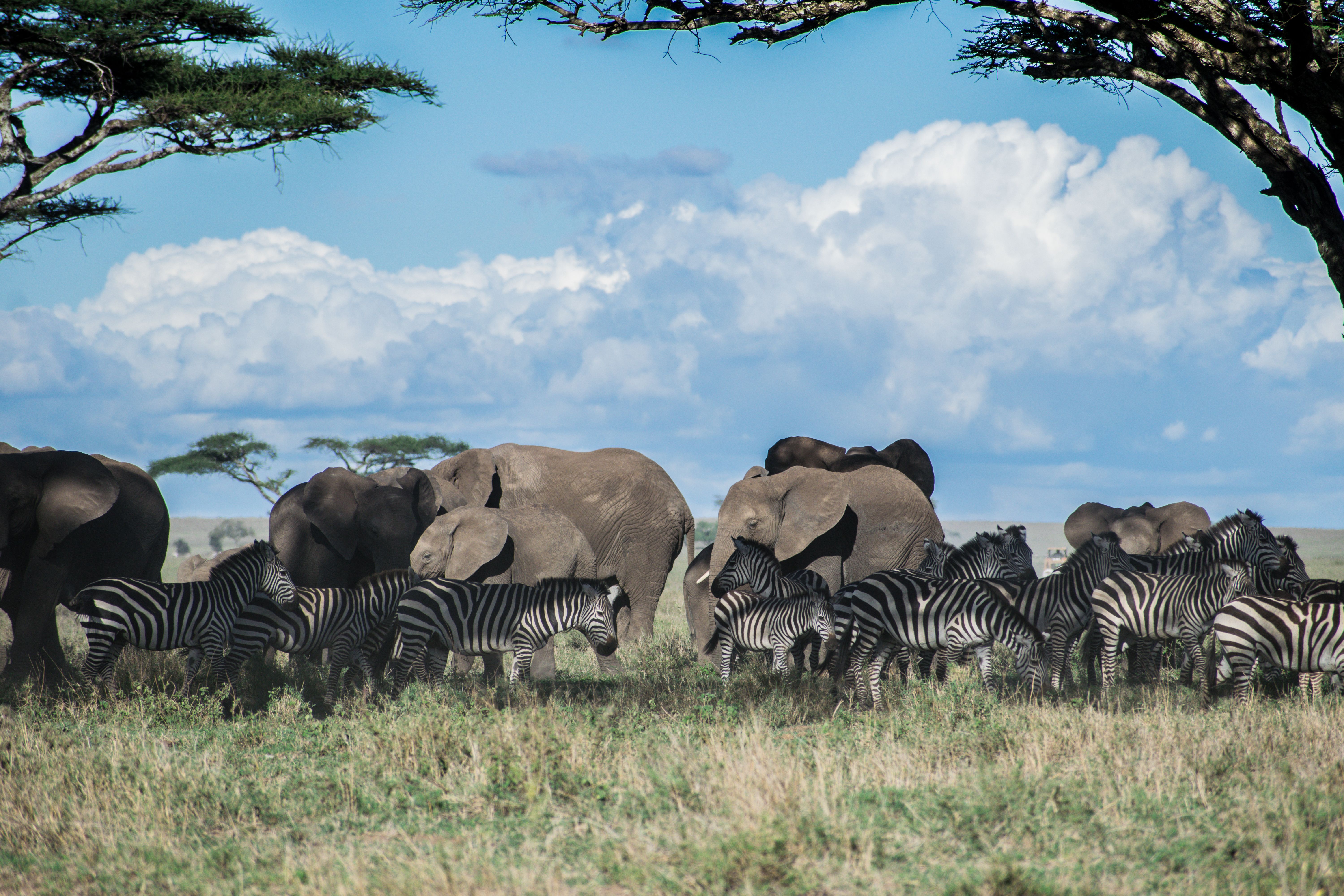 Serengeti — image 2