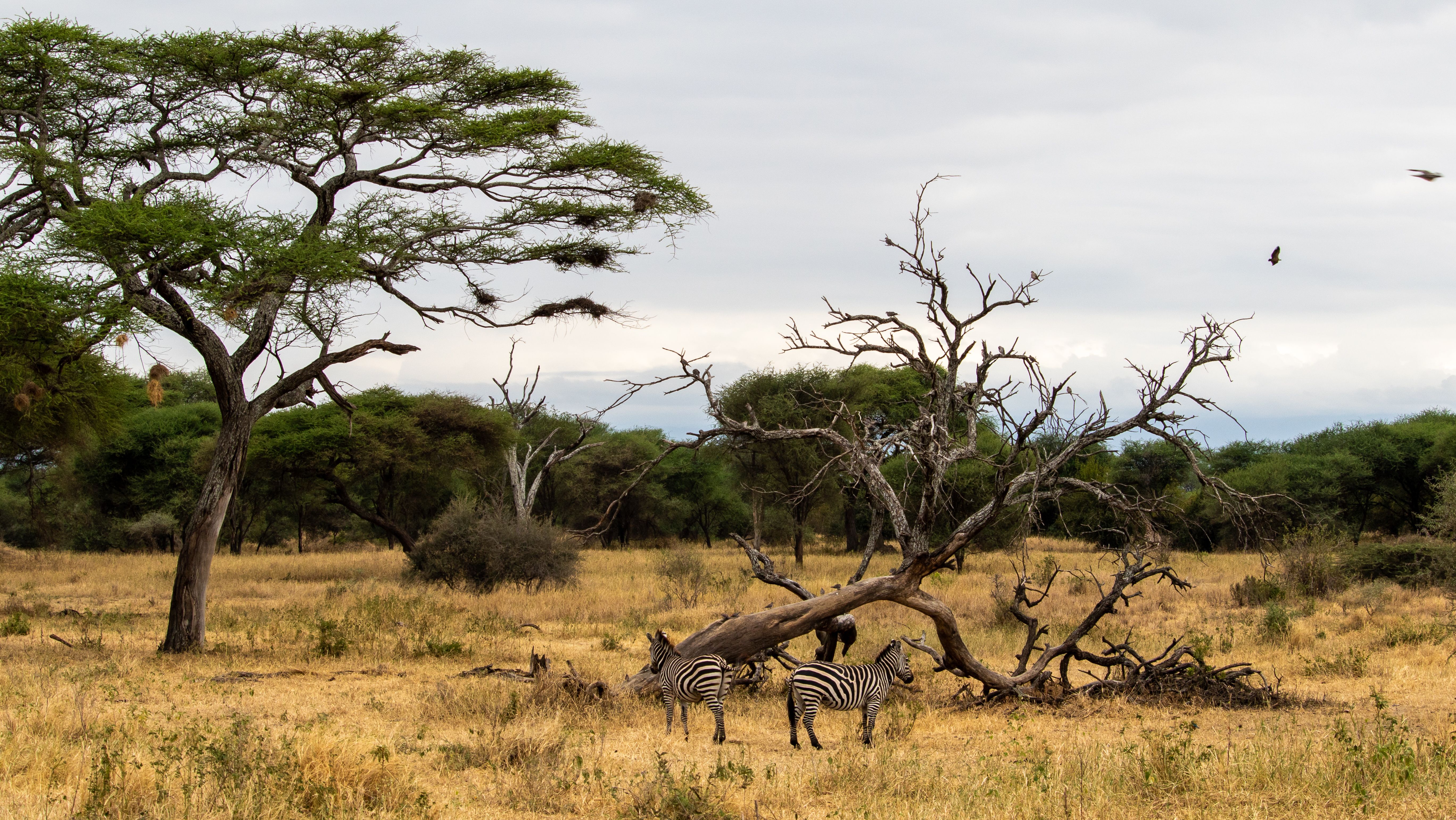 Serengeti — image 3